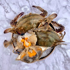 당일조업 서해안 활 봄 암꽃게 1kg(조업 후 순차출고)