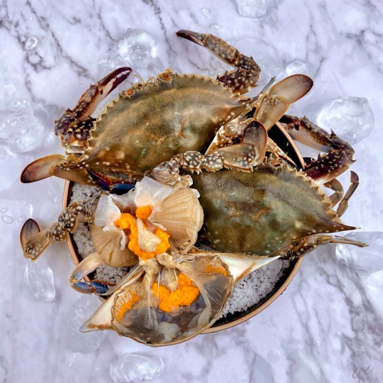 당일조업 서해안 활 봄 암꽃게 1kg(조업 후 순차출고)